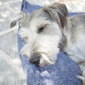 La-Z-Boy Milly Indoor/Outdoor Pillow Dog Bed