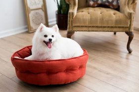 La-Z-Boy Ginger Cuddler Bolster Dog Bed w/Removable Cover