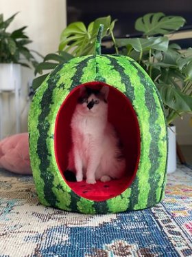 YML Watermelon Cat & Dog Be, Green & Re, Small