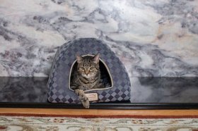 Armarkat Combo Checkered Pattern Cat Bed