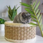 ZEZE Basket Cat Bed