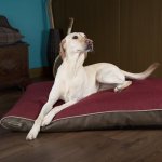Scruffs Hilton Memory Foam Pillow Dog Bed